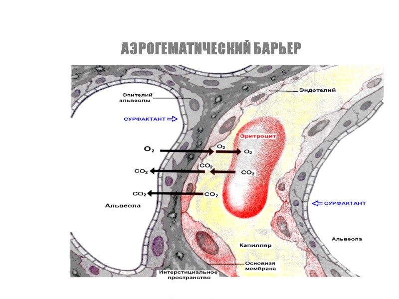 АЭРОГЕМАТИЧЕСКИЙ БАРЬЕР